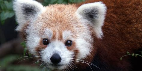 Red panda | Smithsonian's National Zoo