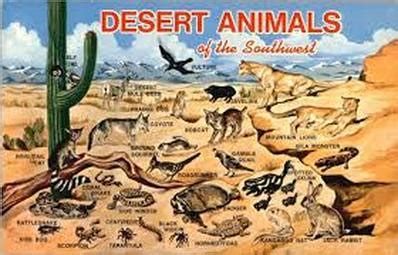 Animals - Desert