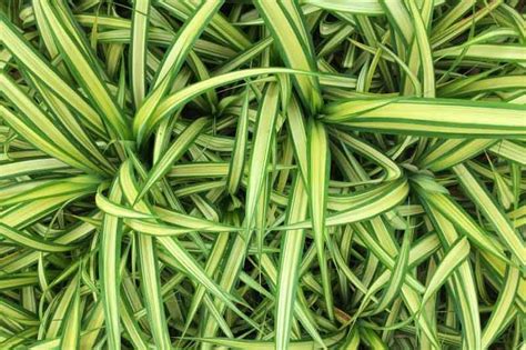 Ophiopogon jaburan 'Vittatus' (Giant Lilyturf)