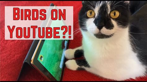 Cat reacts to VIDEOS for CATS - BIRDS vs MICE - YouTube