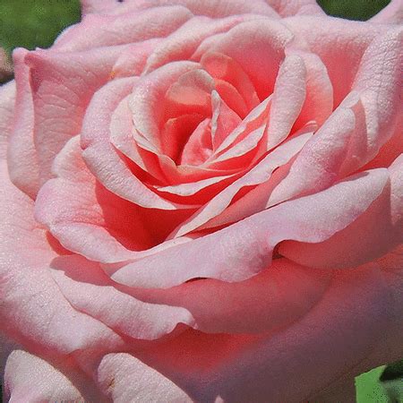 First Lady Mamie Eisenhower Pink Blush Rose Seedling