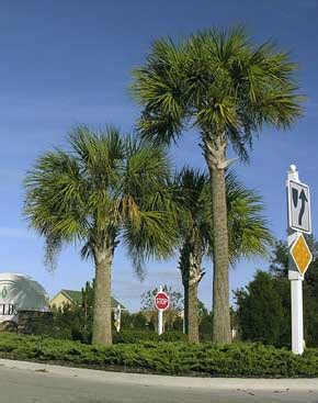 Sabal Palm | State Symbols USA