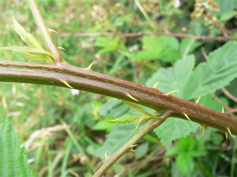 Rubus fruticosus L. | Plants of the World Online | Kew Science