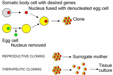 Cloning is a mode of_____ reproduction.