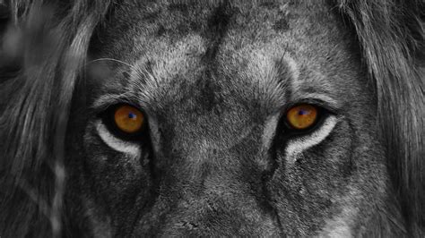 Lion Black And White Eyes - Free photo on Pixabay