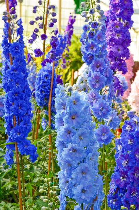 These part shade perennials all have gorgeous purple or blue flowers and bloom in the sprin ...