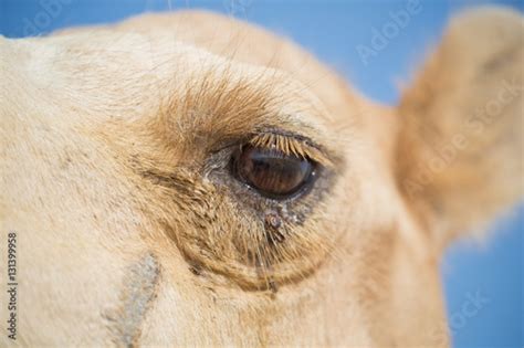 "A close up of a camels eye" Stock photo and royalty-free images on Fotolia.com - Pic 131399958