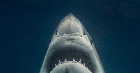 Terrifying great white shark measuring 13ft recreates…