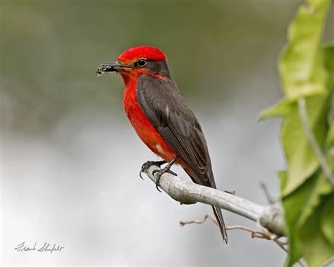 Male Vermilion Flycatcher (Pyrocephalus rubinus) | This male… | Flickr