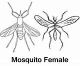 8 High Detailed Mosquito Drawing And Clipart Pages  Coloring sketch template