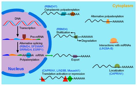 IJMS | Free Full-Text | Emerging Roles of RNA-Binding Proteins in Inner Ear Hair Cell ...