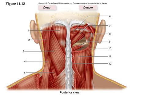 Anatomy Of Neck Muscles