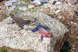 lizards | Friends? In Serengeti National Park, Tanzania. | Kevin Walsh | Flickr