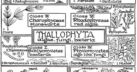 Crayon Palace: Thallophyta Classification Chart