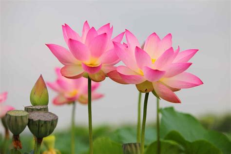 Meaning Of Lotus Flower In Indian Culture | Best Flower Site