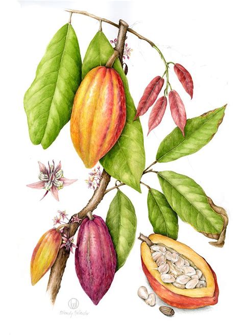 Cocoa - Theobroma cocoa #cocoa #theobroma | Botanical illustration ...