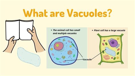 What are Vacuoles? Understand the waste disposal mechanism in a cell ...