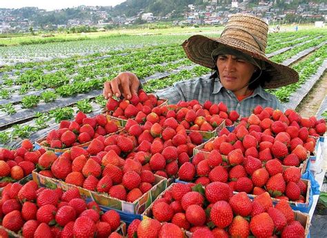 a man in a straw hat picking strawberries