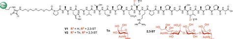 Synthetic MUC1 Antitumor Vaccine with Incorporated 2,3‐Sialyl‐T ...