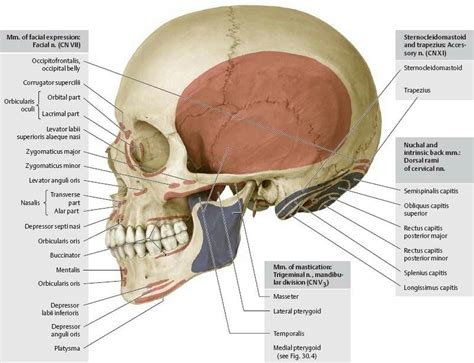 Muscle attachments of skull (lateral view - Norma lateralis) | Human skull anatomy, Anatomy ...