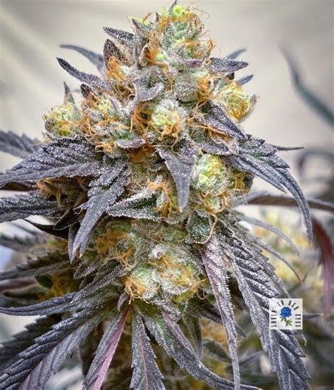 Midnight Moonlight (Fem) NEW - Insane Seeds