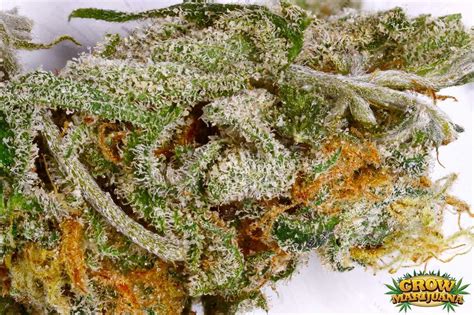 Blue Dream Seeds - Strain Review | Grow-Marijuana.com