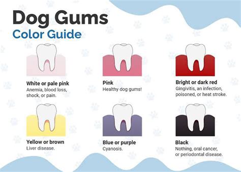 Gum color in dogs: What do they indicate? - Manila Standard