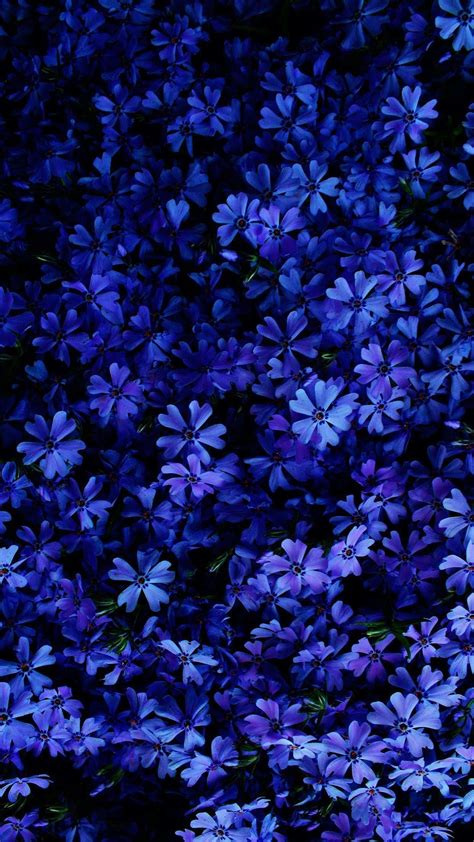 √ Aesthetic Blue Flowers