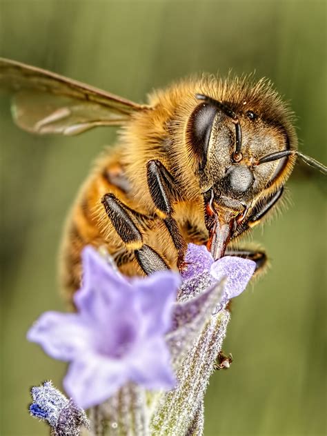 Anyone else like watching bees? What’s it like to be a bee? | O-T Lounge