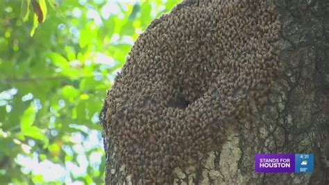 How to identify Africanized bees | khou.com