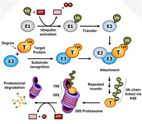 Proteolysis / Ubiquitin - Creative Diagnostics