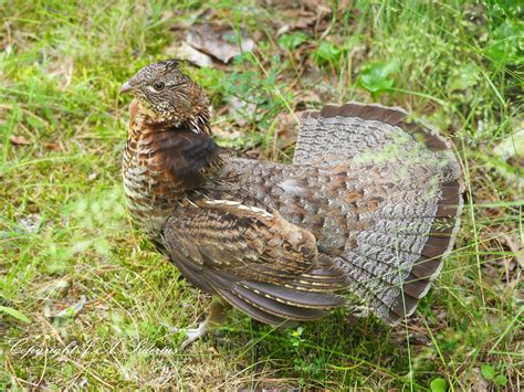 Female Ruffed Grouse | Siderius Photos