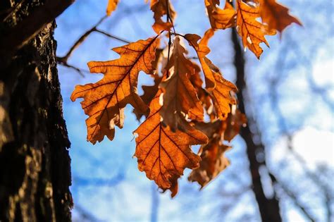 23 Burr Oak Tree Facts: Uses, Habitat And Other Interesting Trivia