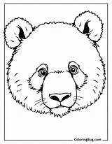 24 Panda Coloring Pages Free Printable PDFs sketch template