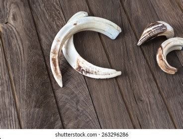 8,202 Boar tusk Images, Stock Photos & Vectors | Shutterstock