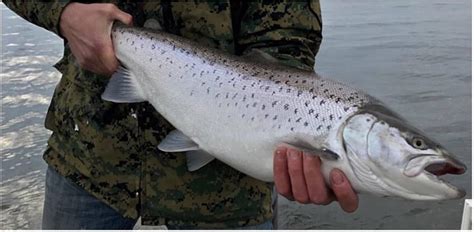 Wi Dnr Great Lakes Fishing Report - Unique Fish Photo