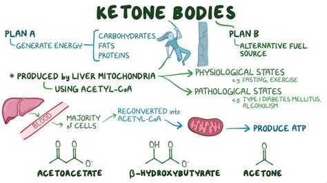 Ketone body metabolism: Video, Anatomy & Definition | Osmosis