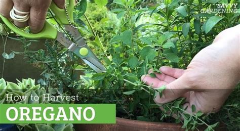 How to Harvest Oregano for Fresh and Dried Use