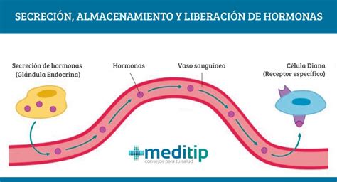 Deformación Expresión partido Democrático que son las hormonas y como ...