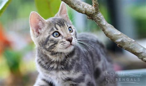 Blue Bengal Cats & Kittens for Sale 🐱 | Wild & Sweet Bengals