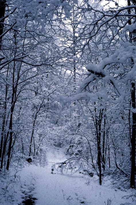 Winter woodland at The North Carolina Arboretum | Winter woodland, Woodland, East coast