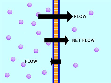 Cell transport - Venn diagram activity | Teaching Resources