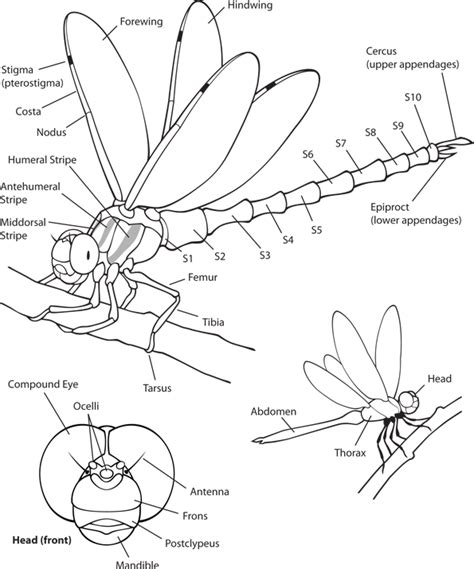 Anatomy Of A Dragonfly - Anatomy Book