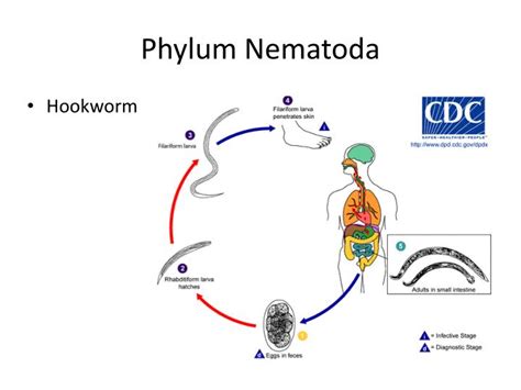 PPT - Worm Phyla PowerPoint Presentation - ID:4555760