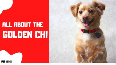 Golden Retriever Chihuahua Mix(Golden Chi): Everything you Need to know ...