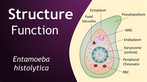 Entamoeba histolytica | Structure and Function | Parasitology | Basic ...