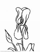 Iris Flower Coloring Pages Printable Sketch Page sketch template