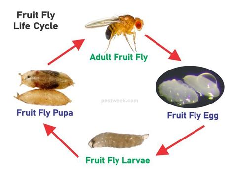 the fruit fly life cycle is shown in this graphic above it's ...