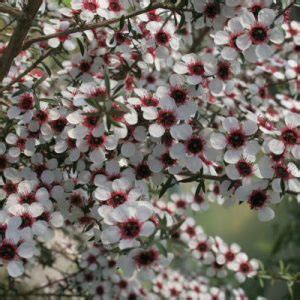 Leptospermum scoparium - Manuka seeds X 200 - Ole Lantana's Seed Store