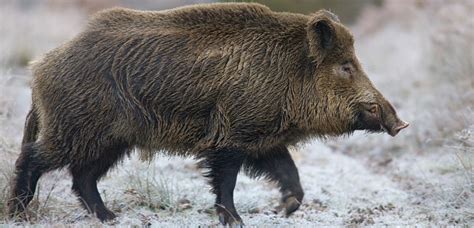 Wild boar pose a human health risk, researchers say | Pig World